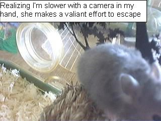 silflee.jpg